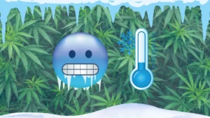 Die besten Cannabis Samen für Anfänger 5 Cannabis Outdoor Anbau 2025 Hanfsamen