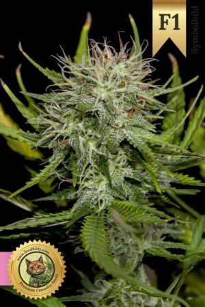 Amnesia F1 Hybrid Feminisiert