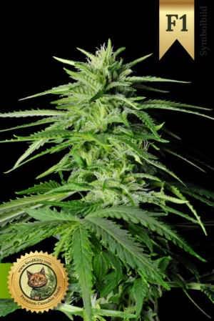 Amnesia Haze Autoflower F1 Hybrid