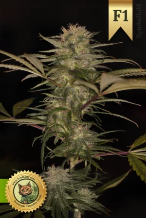 Home 3 Gorilla Glue Autoflower F1 Hybrid