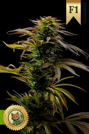 Northern Lights F1 Hybrid Autoflower