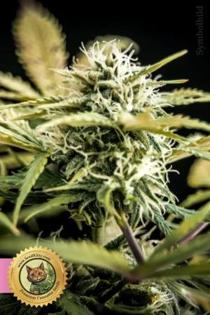 Home 12 Pineapple Express Feminisiert