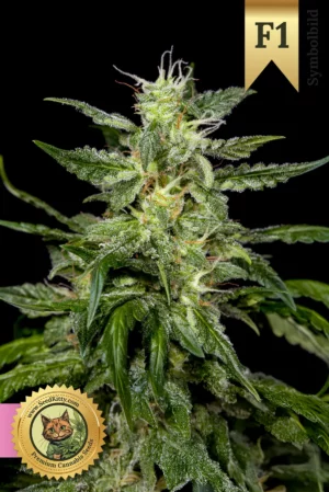 Home 1 Sour Mac F1 Hybrid Feminisiert