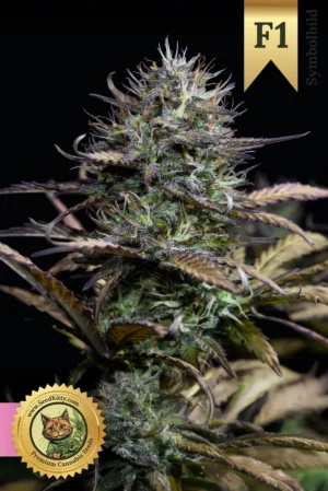 Home 10 Watermelon F1 Hybrid Feminisiert