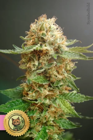 Cherry Pie Feminisiert