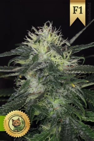 Do si dos F1 Hybrid Autoflower Samen
