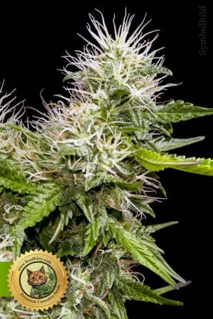 Godfather OG Autoflower Samen