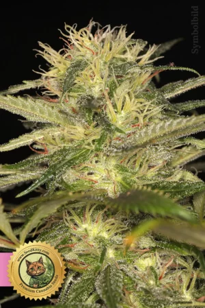 Honey Buns Feminisierte Samen