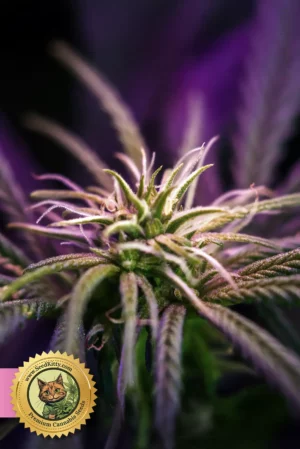 Illemonati Feminisiert