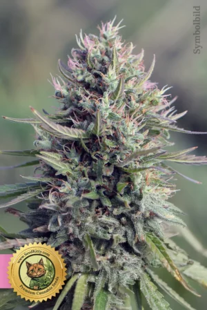 Pink Runtz Feminisierte Samen