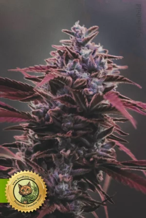Home 8 Red Poison Autoflower Samen