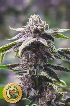 Whiskey Zulu Autoflower Samen