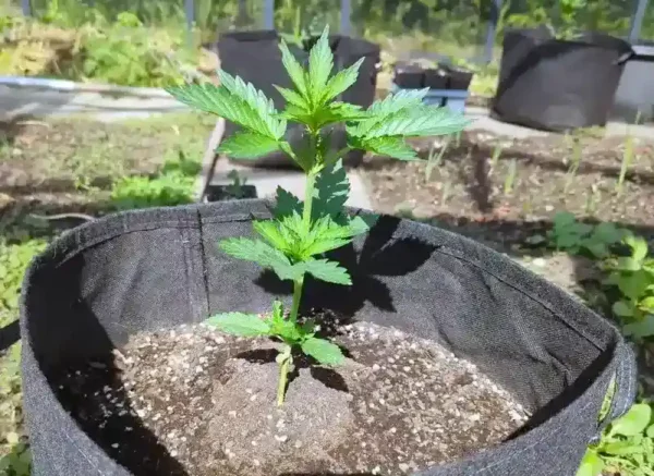 Gute Erde für Cannabispflanzen
