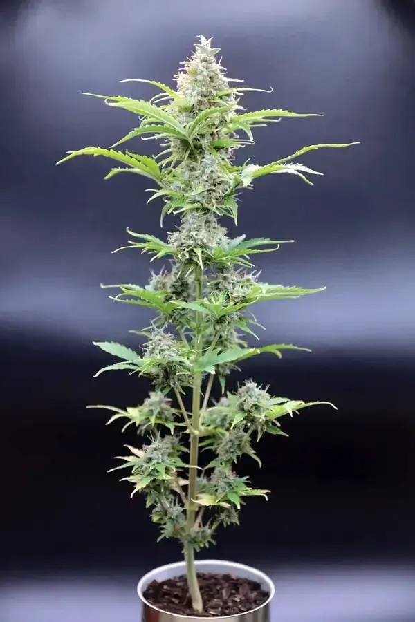 Anzucht-Kit Cannabispflanze