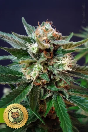 Home 10 Bruce Banner Automatic Samen