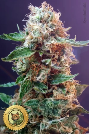 Candy Kush Reguläre Samen