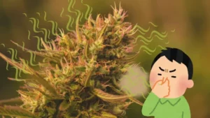 Cannabis Samen Keimung kinderleicht: so geht die Papiertuch-Methode! 16 Cannabis Geruch