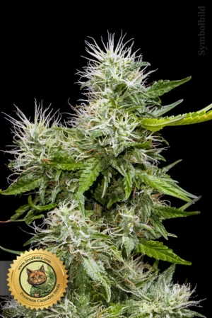 Cindy 99 Reguläre Samen