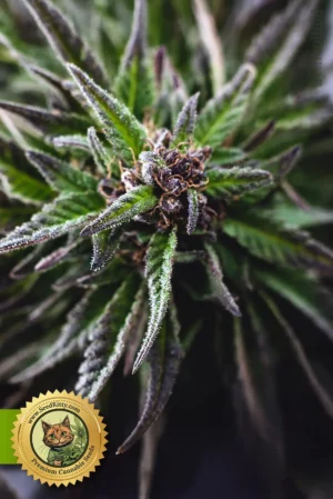 Home 5 Glookies Automatic Samen