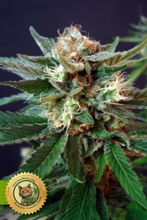 Home 3 Gorilla Glue #4 Automatic Samen