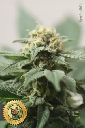 Home 9 Hash Passion Reguläre Samen