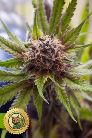 Mimosa Automatic Samen