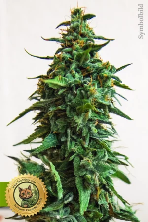 Home 6 Purple Lemonade Autoflower Samen