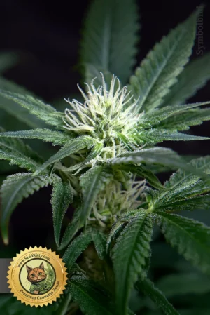 Sour Diesel Reguläre Samen