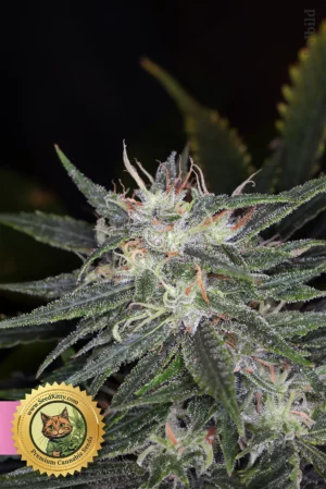 Home 12 Tagnerine Dream Feminized