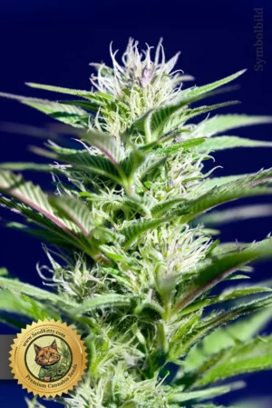 Home 11 Wedding Cake Reguläre Samen