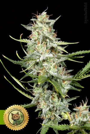 Home 5 White Widow Automatic Samen