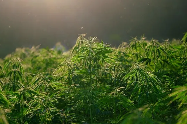 Cannabispflanzen in der Wachstumsphase