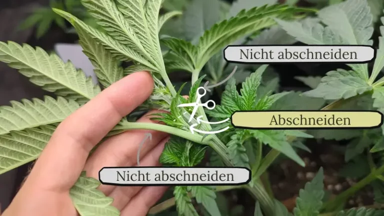 Fimming Schnitt ansetzen