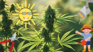 5 einfache Schritte zur perfekten Cannabis Samen Keimung: Mit der Wasserglas-Methode zum Erfolg! 11 Optimale Bedingungen in der Wachstumsphase von Cannabis