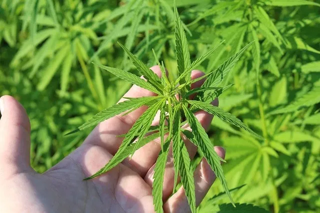 Anwendung von Training-Techniken in der Cannabis-Wachstumsphase