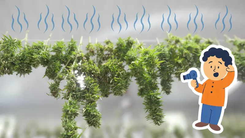 Home 17 Cannabis trocknen Beitragsbild