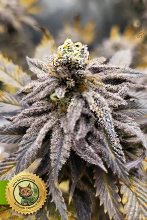 Dark Devil Automatic