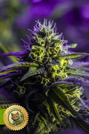 Forbidden Runtz Autoflower