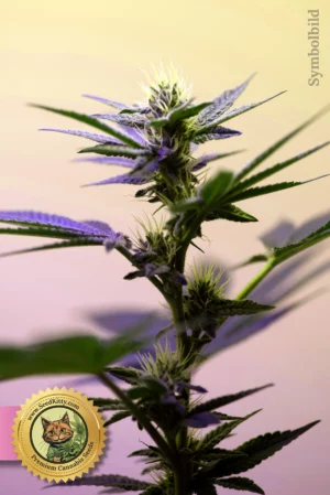 Home 1 Indigo Sapphire feminisierte Samen