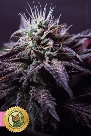 Home 11 Permanent Marker x Lemon Cherry Gelato Feminisierte Samen