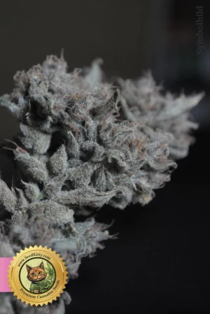 Vice City Feminized Samen