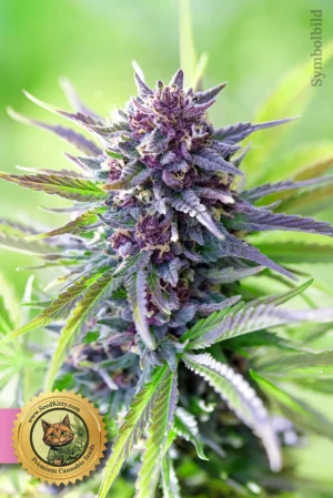 Home 2 Whitethorn Rose feminized Samen