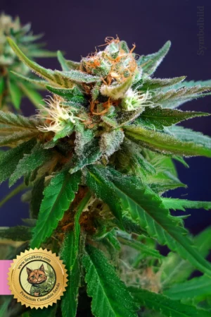 Zruntz feminisierte Samen