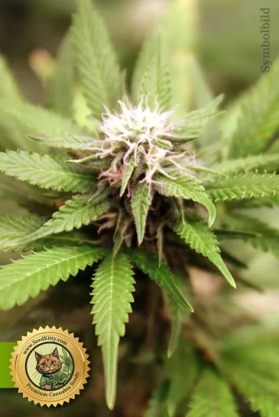 Big Bud Autoflower