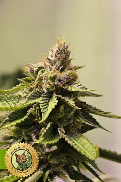 Blue Dream Autoflower