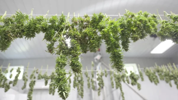 Cannabis Ganzpflanzentrocknung im Hängen