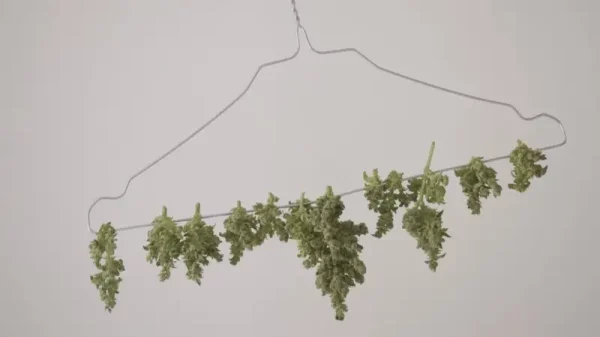 Cannabis Hängetrocknung