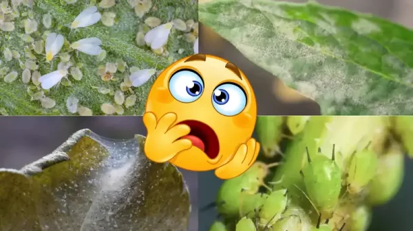 Cannabis Schädlinge Beitrag