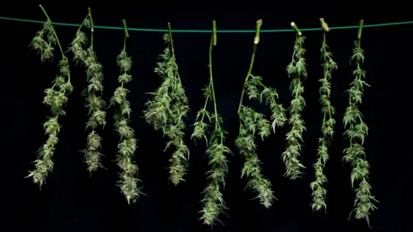 Cannabis Trocknung im Hängen