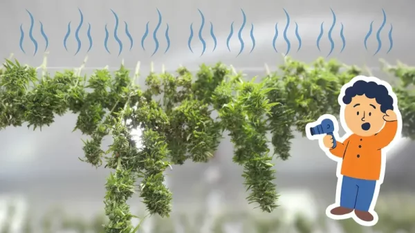 Cannabis trocknen Beitragsbild